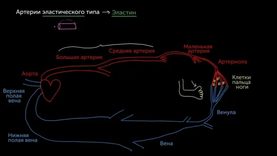 8. Артерии, артериолы, венулы и вены