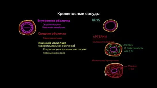 7. Слои кровеносного сосуда