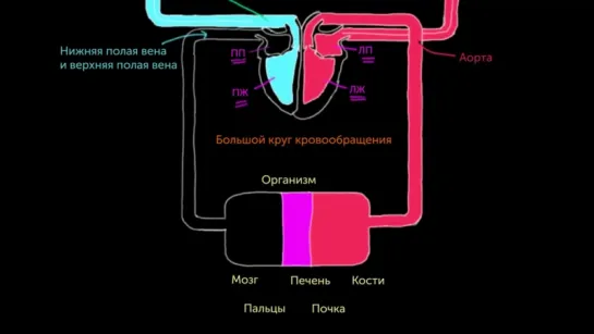 4. Два круга кровообращения