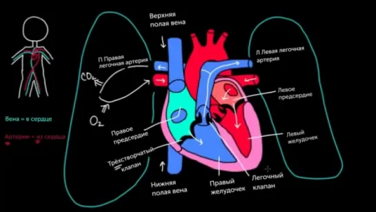 3. Непрерывный поток через сердце