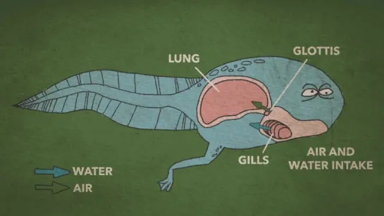 Почему мы икаем [TED-ED]