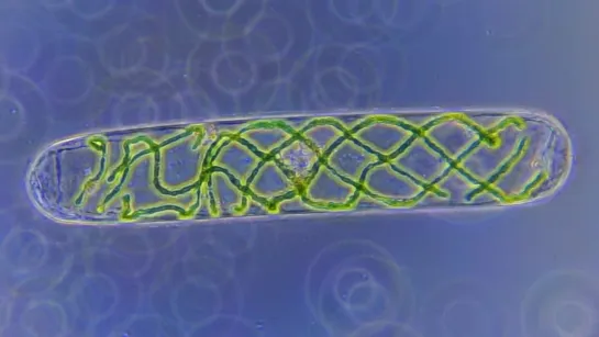 Spirogyra