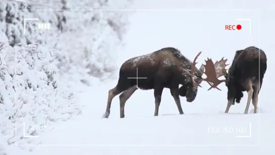 A-fight-between-two-elk