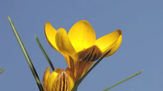 25.Crocus flower time lapse