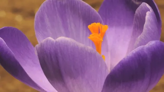 24.Crocus vernus flower time lapse