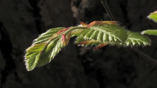 22.Beech buds and leaves opening time lapse