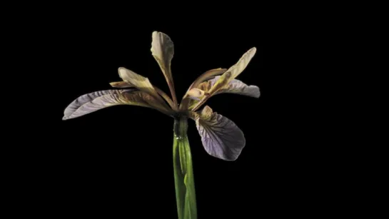 21.Iris foetidissima flower time lapse