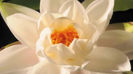 20.Nymphaea alba flower opening time lapse