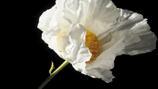 19.Romneya coulteri flower time lapse