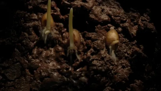 17.Seed germination to growth time lapse