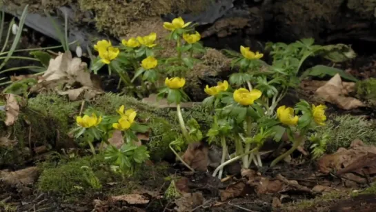 16.Spring flowers time lapse