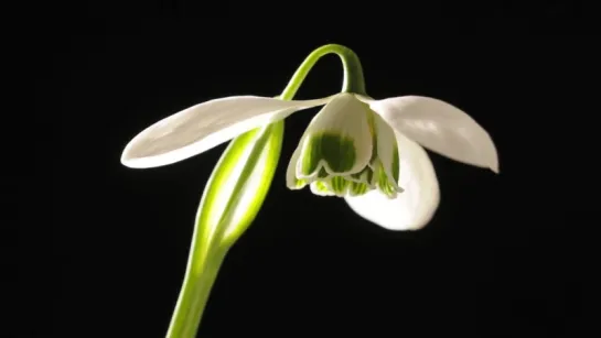 15.Galanthus nivalis Ophelia flower opening time lapse