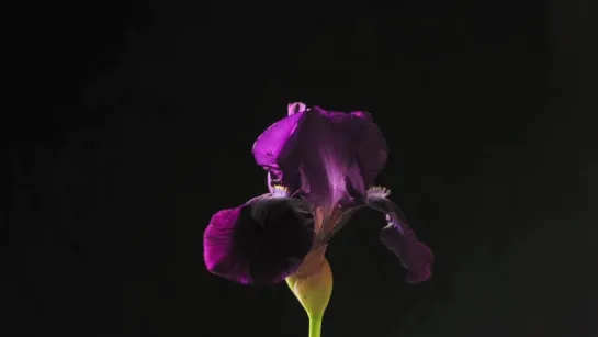 13.Iris germanica Deep Black