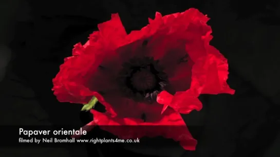 12. Papaver orientale flower opening time lapse