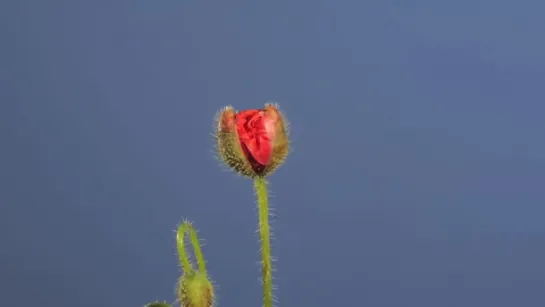 11.Flanders poppy flower opening time lapse