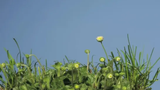 10.Daisies growing in lawn then being cut and regrowth time lapse