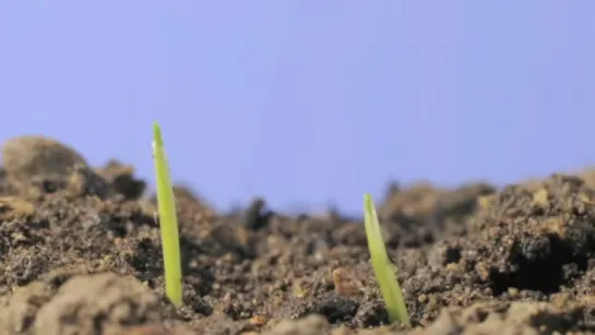 8.Wheat germinating March