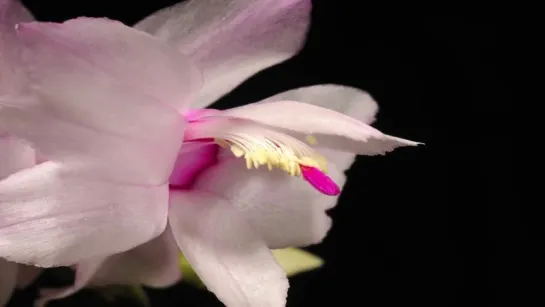 7.Christmas Cactus flower time lapse. Schlumbergera