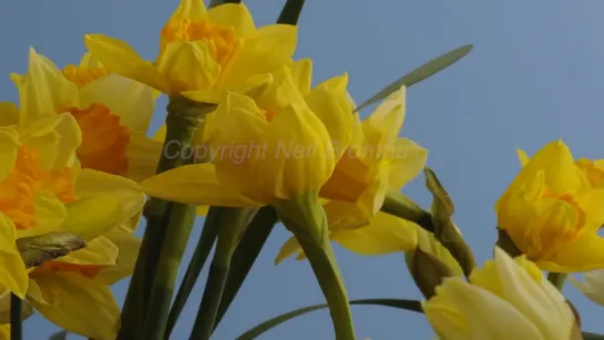 6.Daffodils opening and rotating