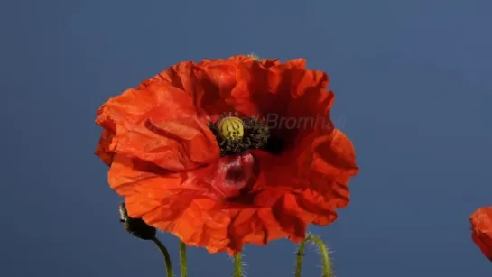 5.Flanders Poppy flower time lapse