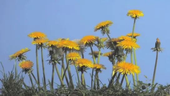 4.Dandelion group of flowers growing in lawn time lapse