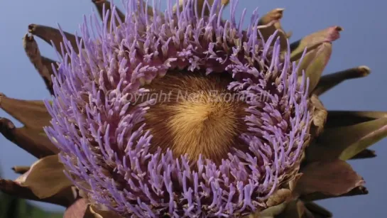 3.Chelsea Flower Show title time lapse