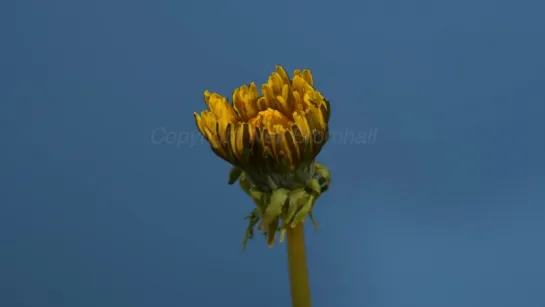 1. Dandelion time lapse Nikon D500