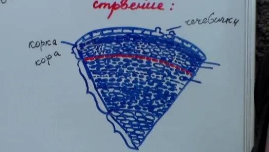 Урок биологии №6. Стебель. Функции, внутреннее строение и видоизменения. (1)
