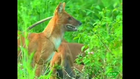 Дневники красного волка  Wild Dog Diaries 2006 RUS