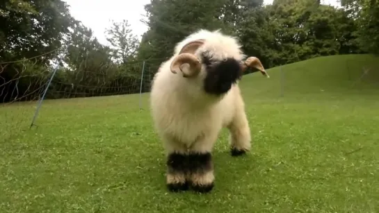 Walking Valais Blacknose Sheep