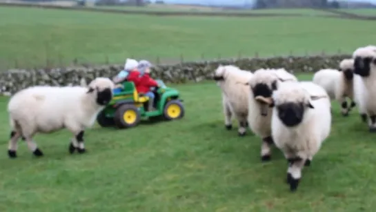 Valais Blacknose Sheep