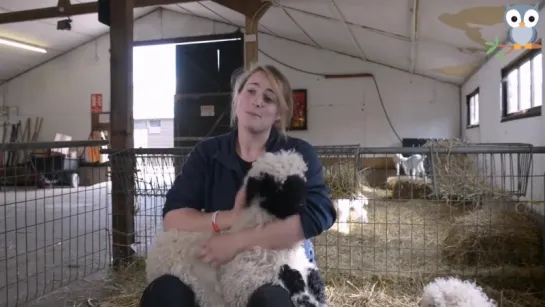 The Unbelievably adorable Blacknose Sheep