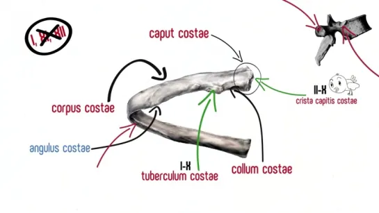 2. Ребра и грудина