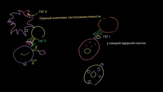 Цитотоксические T-лимфоциты