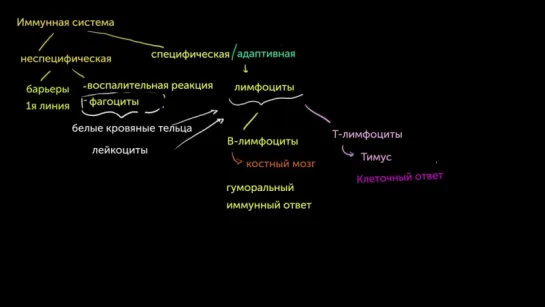 Типы иммунных ответов врожденный и адаптивный. Сравнение гуморального и клеточного иммунитетов