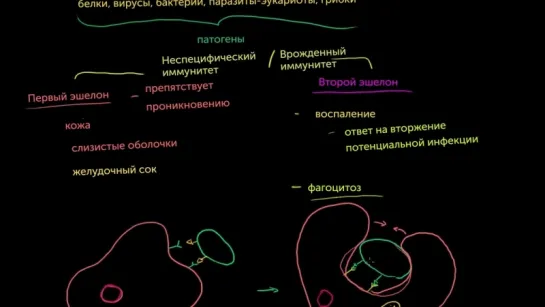 Роль фагоцитов во врожденном или неспецифическом иммунитете