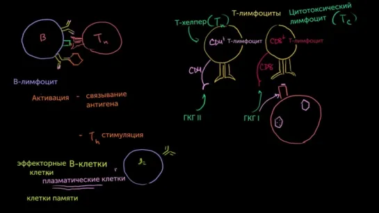 B-лимфоциты и T-лимфоциты популяций CD4 и CD8.