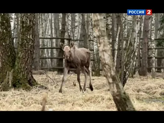 "Эволюция. Основной элемент. Влечение" с участием профессора С.Савельева