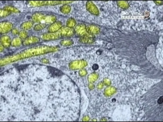 Rediscovering Biology: Molecular to Global Perspectives / Эволюция человека (2003) 9 of 12