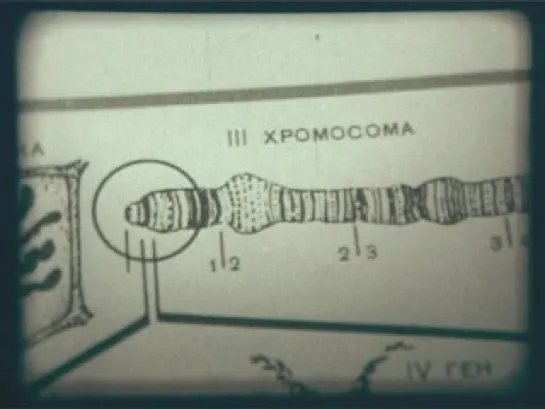 Серия Биология: Хромосомы и индивидуальное развитие организма 1970 (13 из 20)