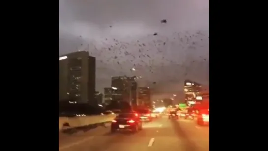 Когда направлялся домой, но Итачи вогнал тебя в Гендзюцу (Birds flying over Houston, Texas)