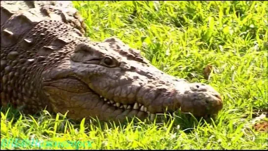 BBC «Доисторический парк (6) - Supercroc» (Художественно-документальный, 2006)