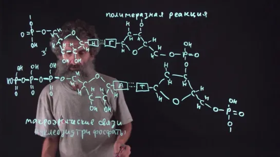 35 Полимеразная реакция