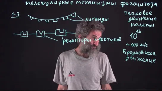 14 Молекулярные механизмы фагоцитоза - И.Л. Окштейн школа "Интелектуал"