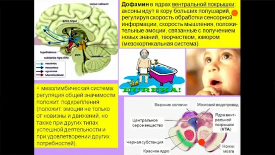 Дубынин Вячеслав - Мозг и дофамин. Нейролептики и амфетамины. Курс Химия мозга