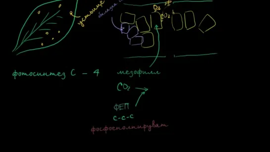 Фотосинтез C-4