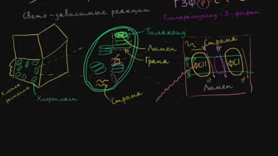 Фотосинтез  световые реакции, часть 1