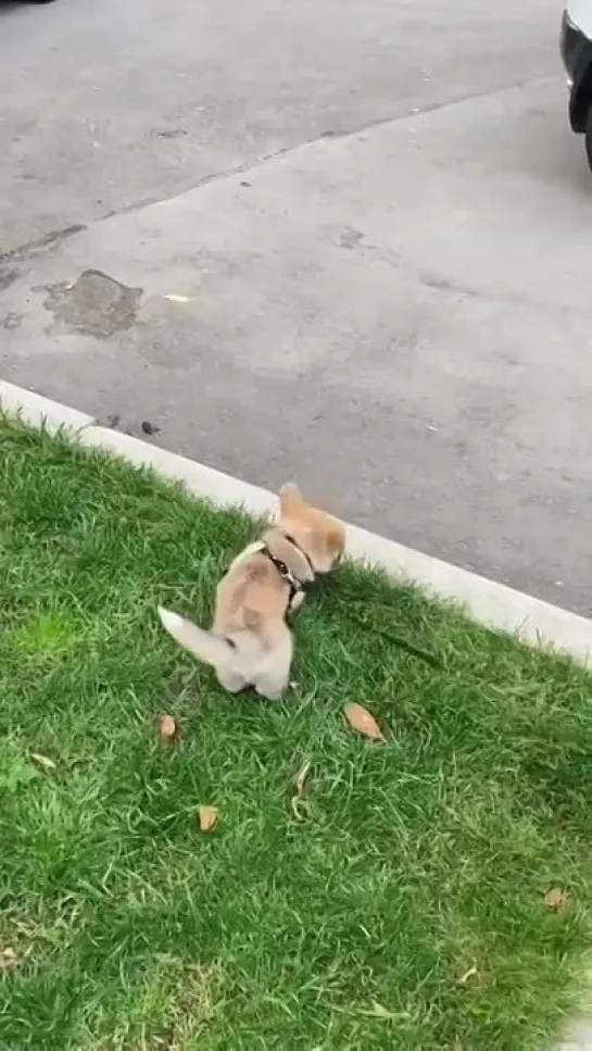 Видео от Счастье