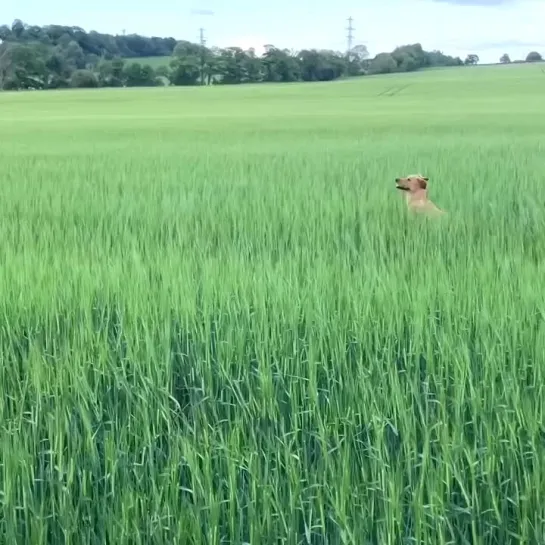 Видео от Счастье