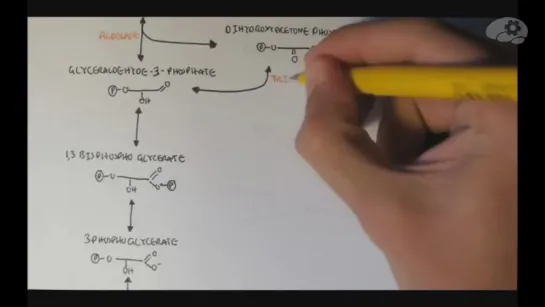Схема метаболизма человека - Часть 1 - Гликолиз